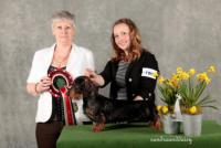Click to enlarge - Best in Show Scottish Dachshund 2013